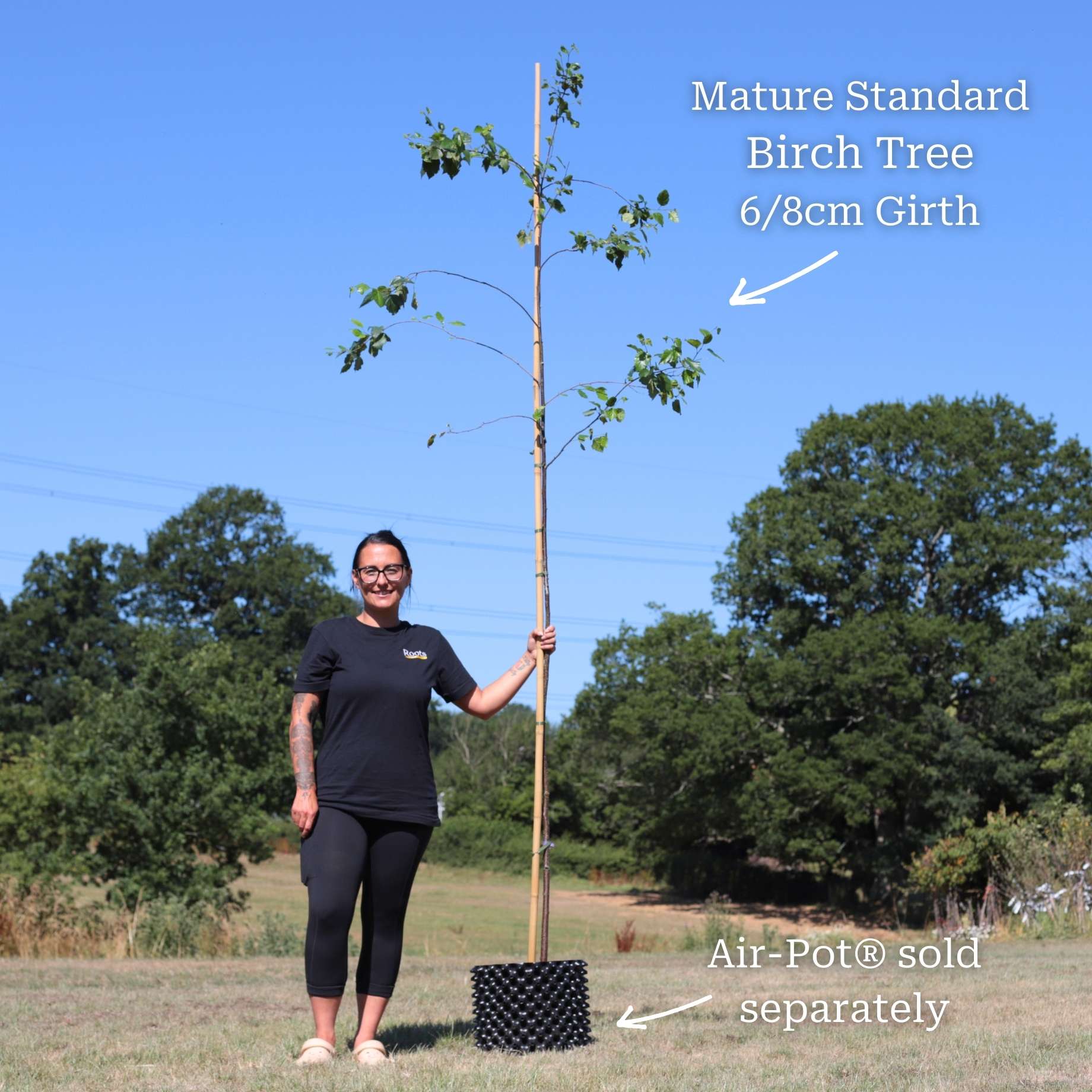 Himalayan Birch Tree | Betula utilis jacquemontii - Image 12
