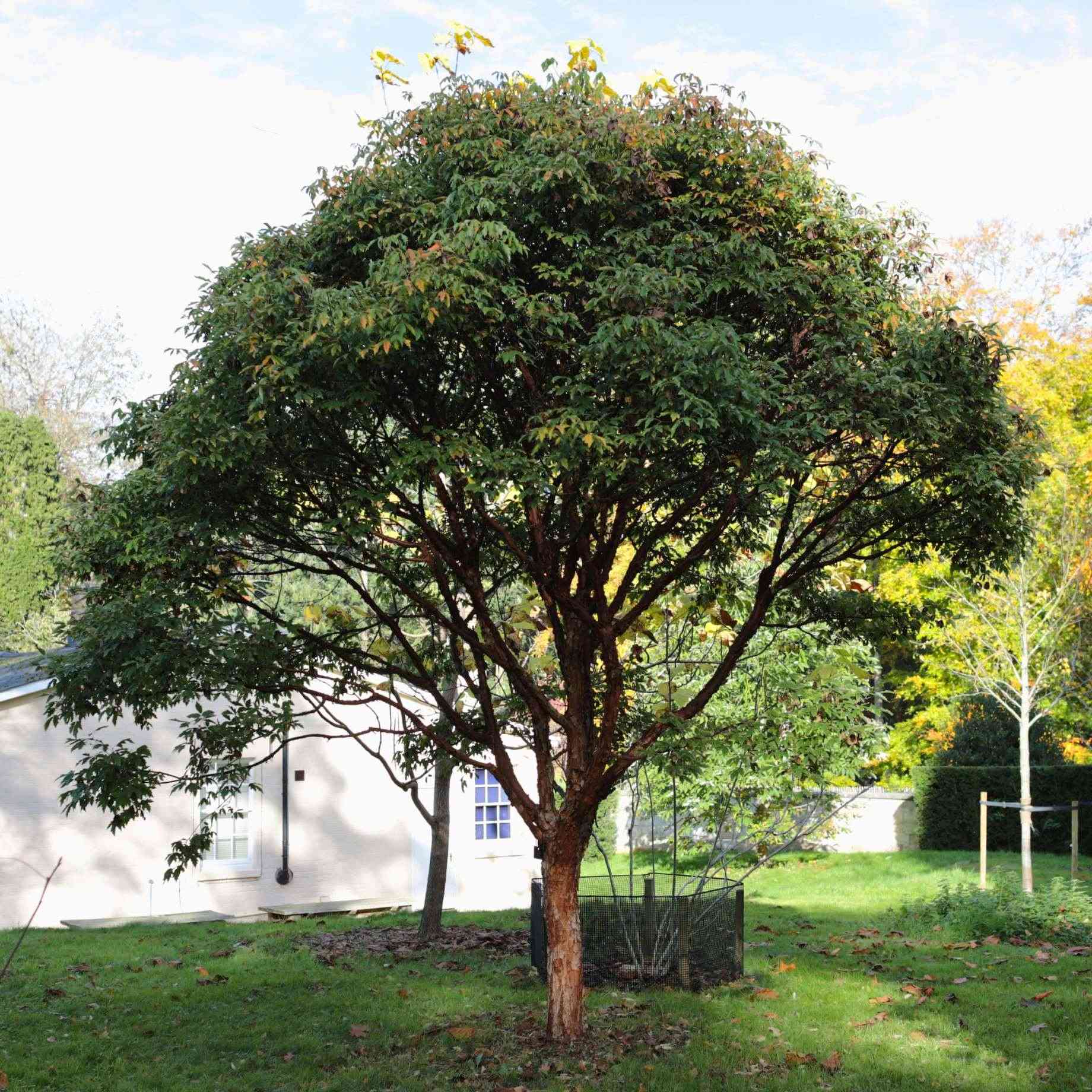 Paperbark Maple Tree | Acer griseum - Image 4