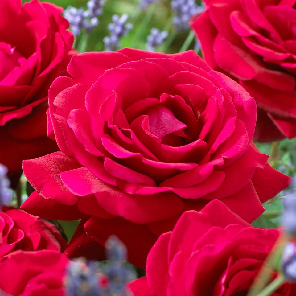 'Parade Karla' Patio Shrub Rose - Image 6