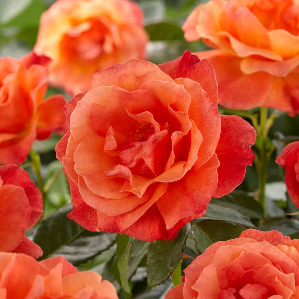 'Patio Hit Nikoline' Patio Shrub Rose - Image 2