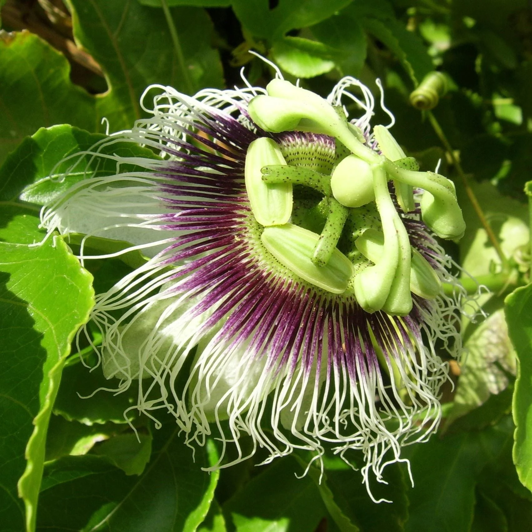 Passion Fruit Plant | Passiflora edulis - Image 3