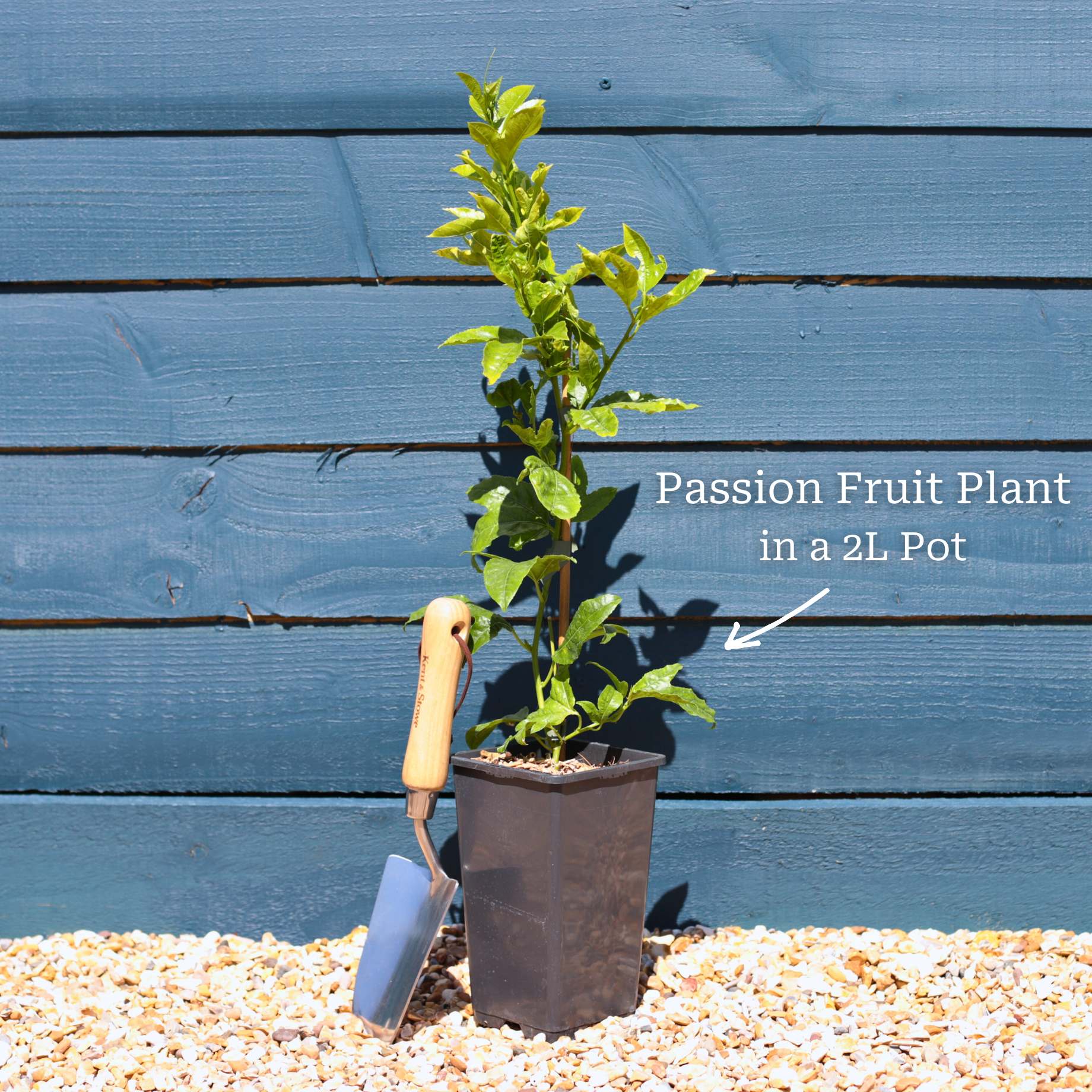 Passion Fruit Plant | Passiflora edulis - Image 4