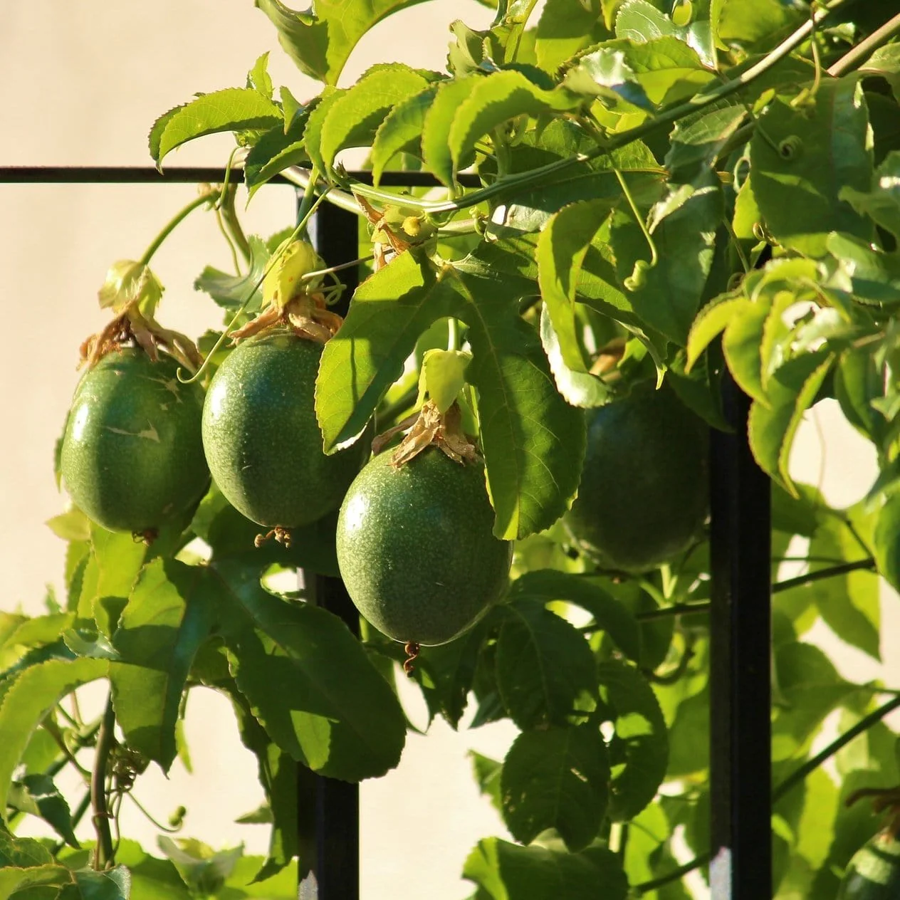Passion Fruit Plant | Passiflora edulis - Image 5