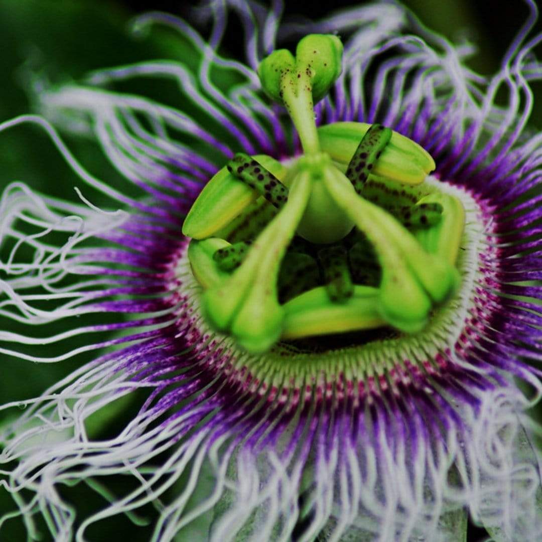 Passion Fruit Plant | Passiflora edulis - Image 6