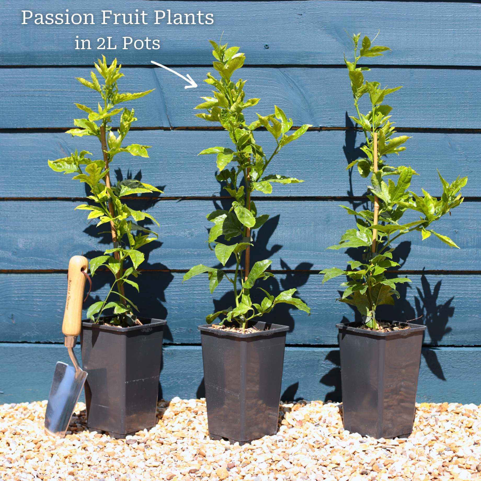 Passion Fruit Plant | Passiflora edulis - Image 7