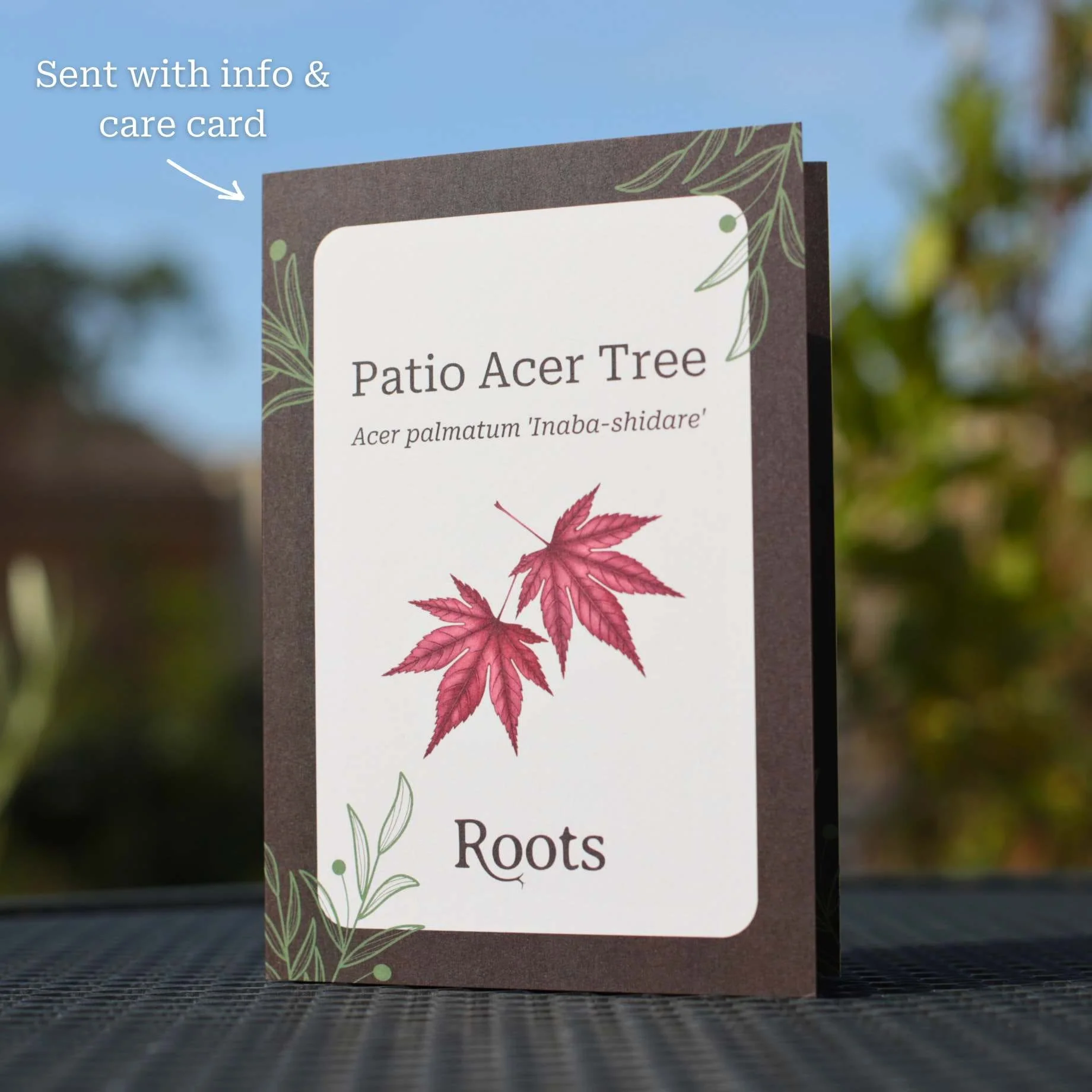 Patio Acer Tree Gift - Image 3