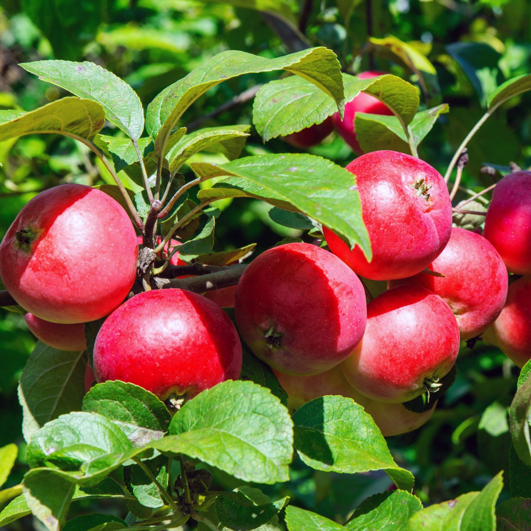 Patio Apple Tree | Malus 'Appletini' - Image 2