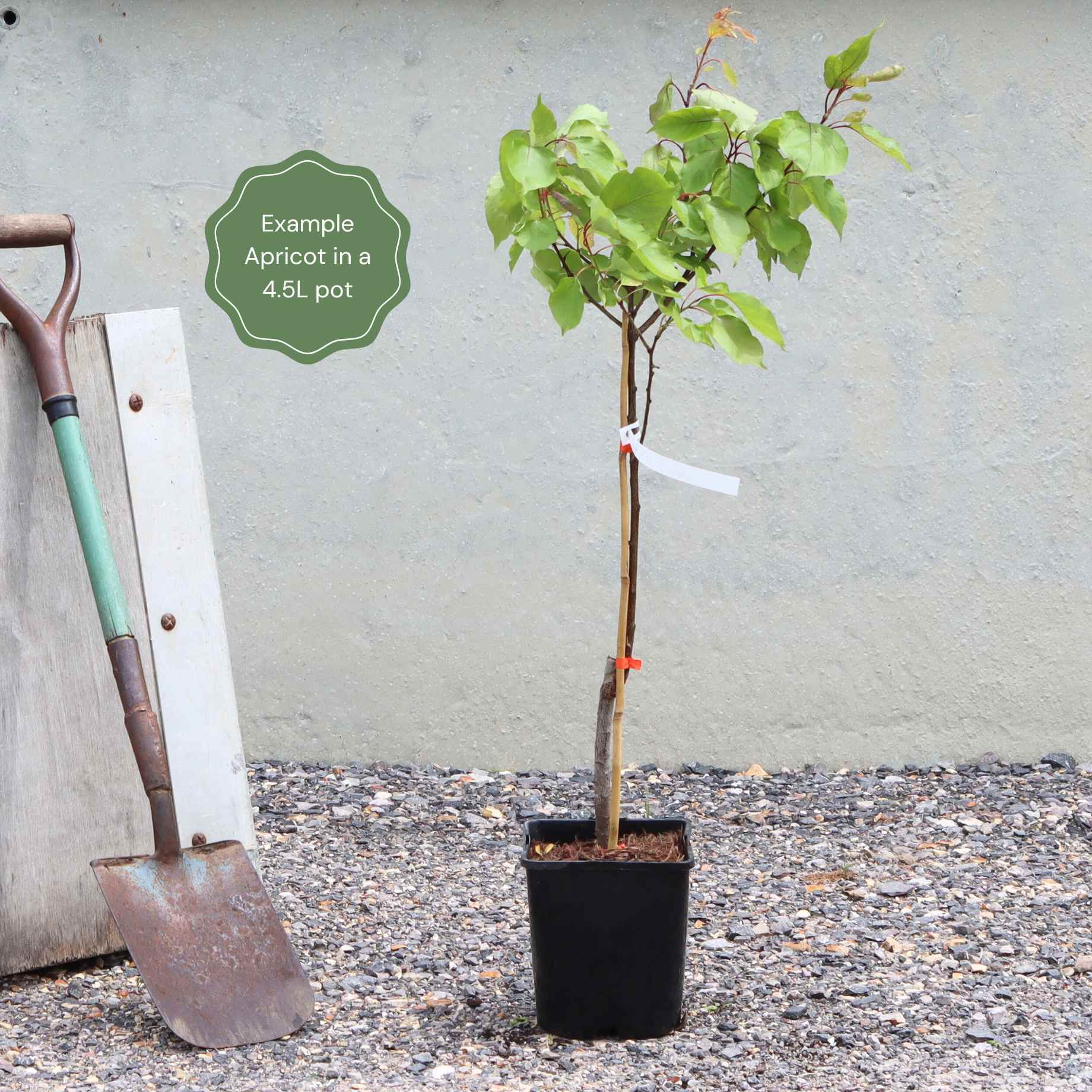 Patio Apricot Tree - Image 3