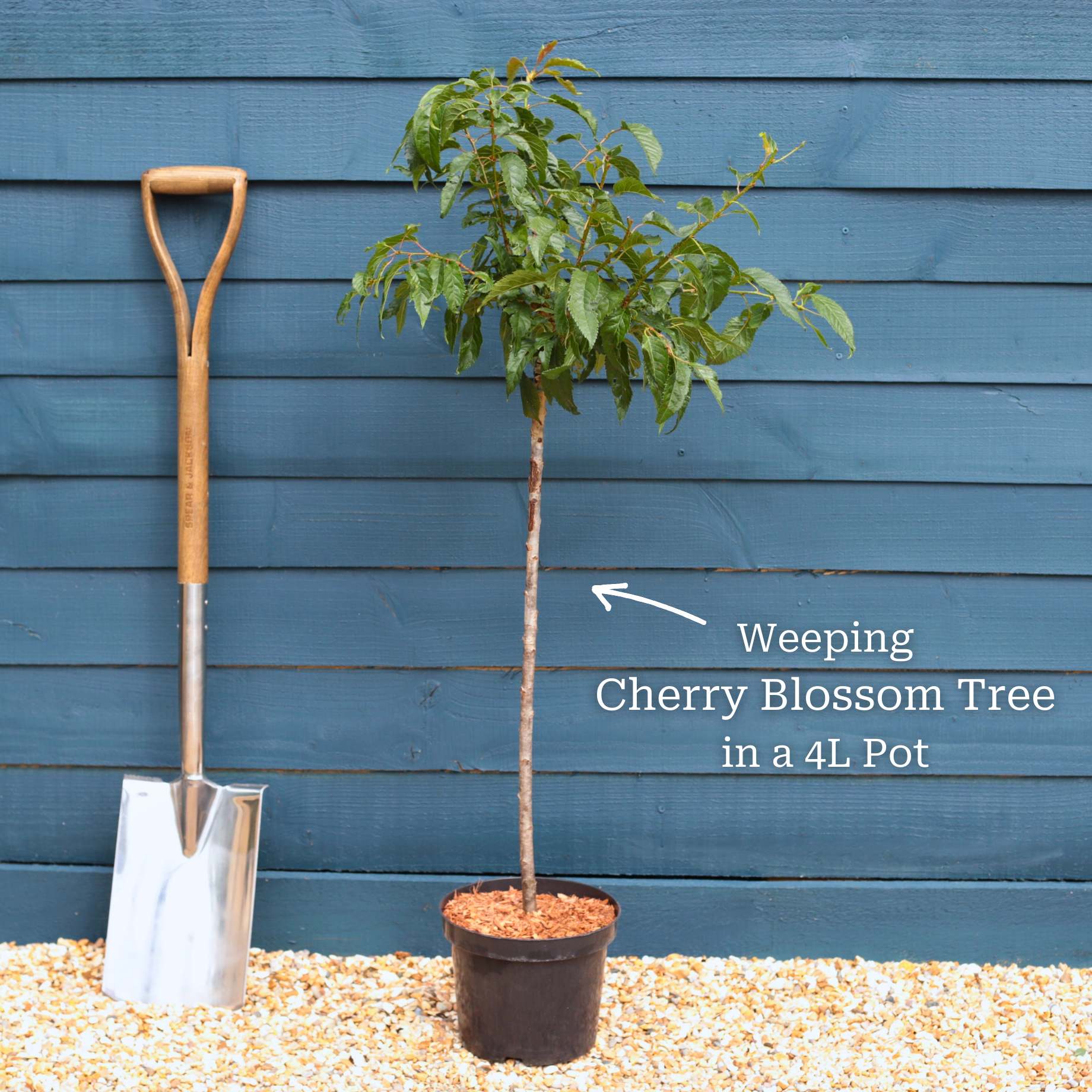 Patio Cherry Blossom Tree Gift - Image 6