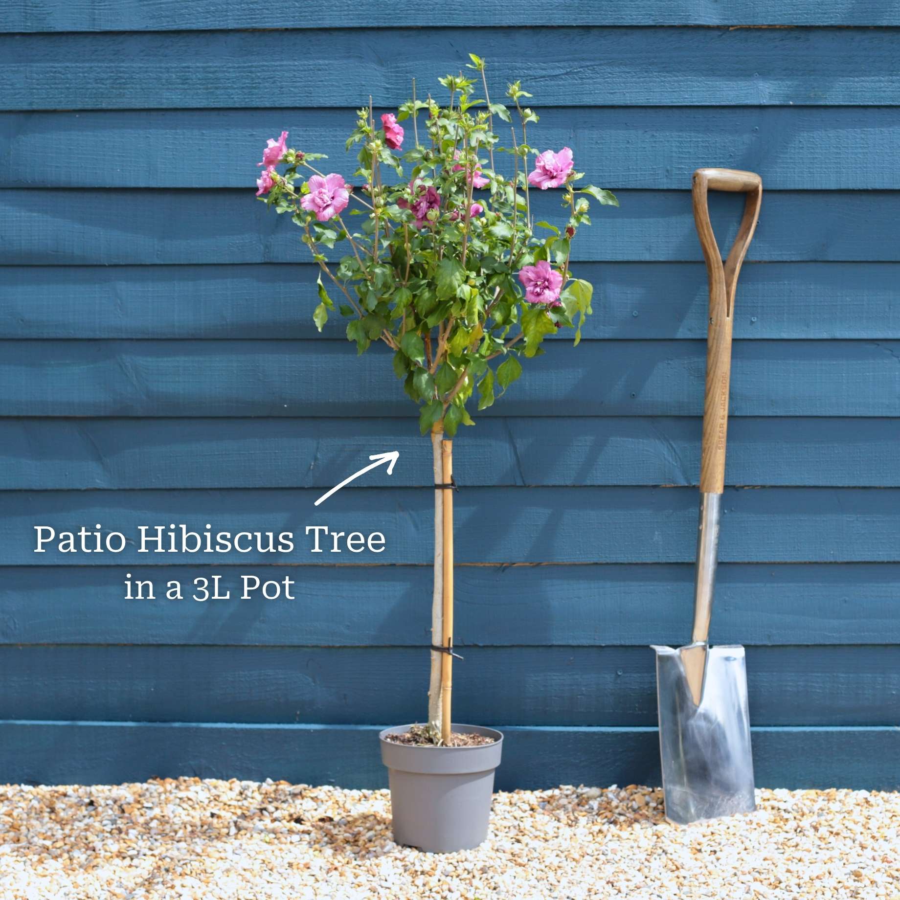 Patio Hibiscus Tree | Hibiscus syriacus 'Magenta Chiffon'® - Image 4