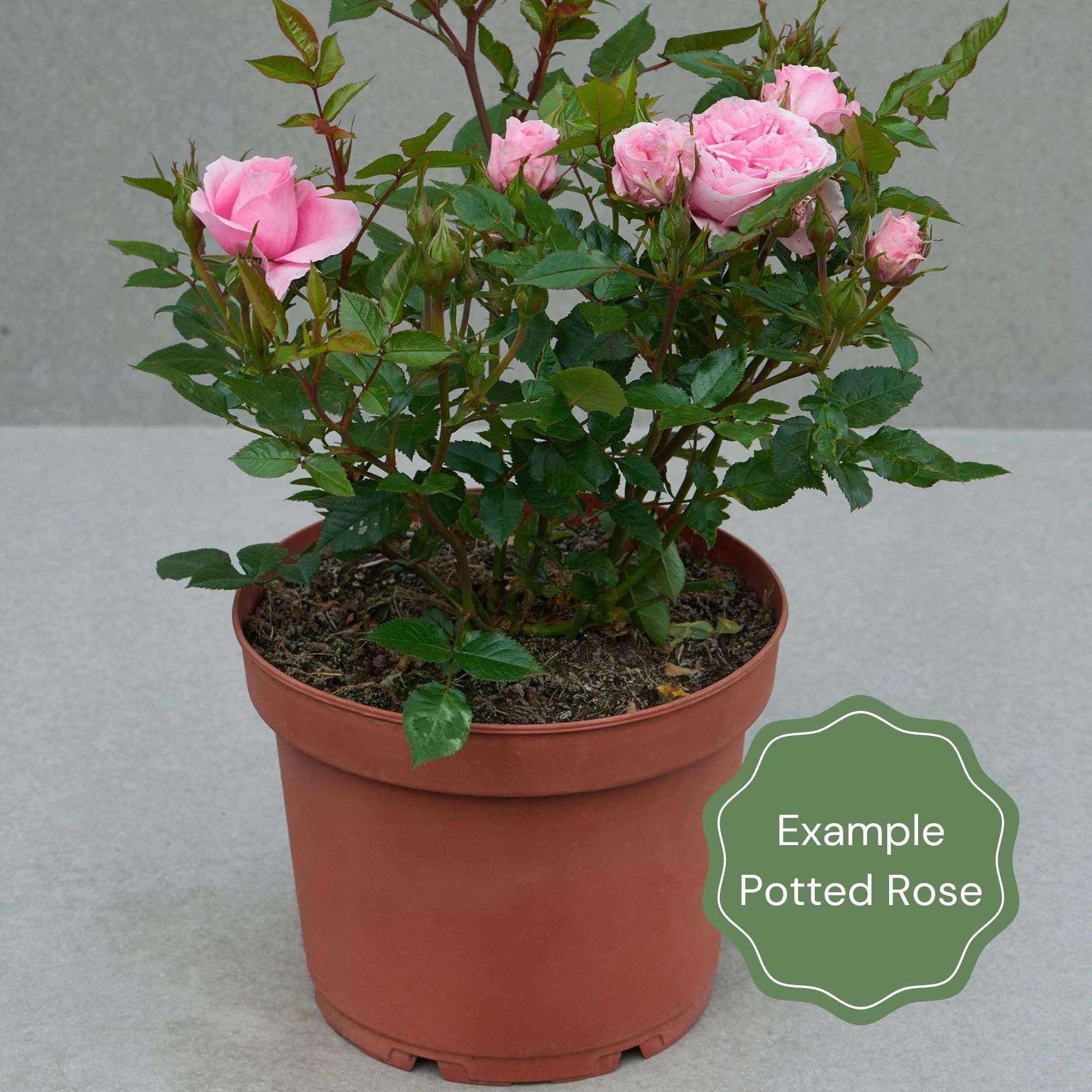 'Patio Hit Georgia' Patio Shrub Rose - Image 5
