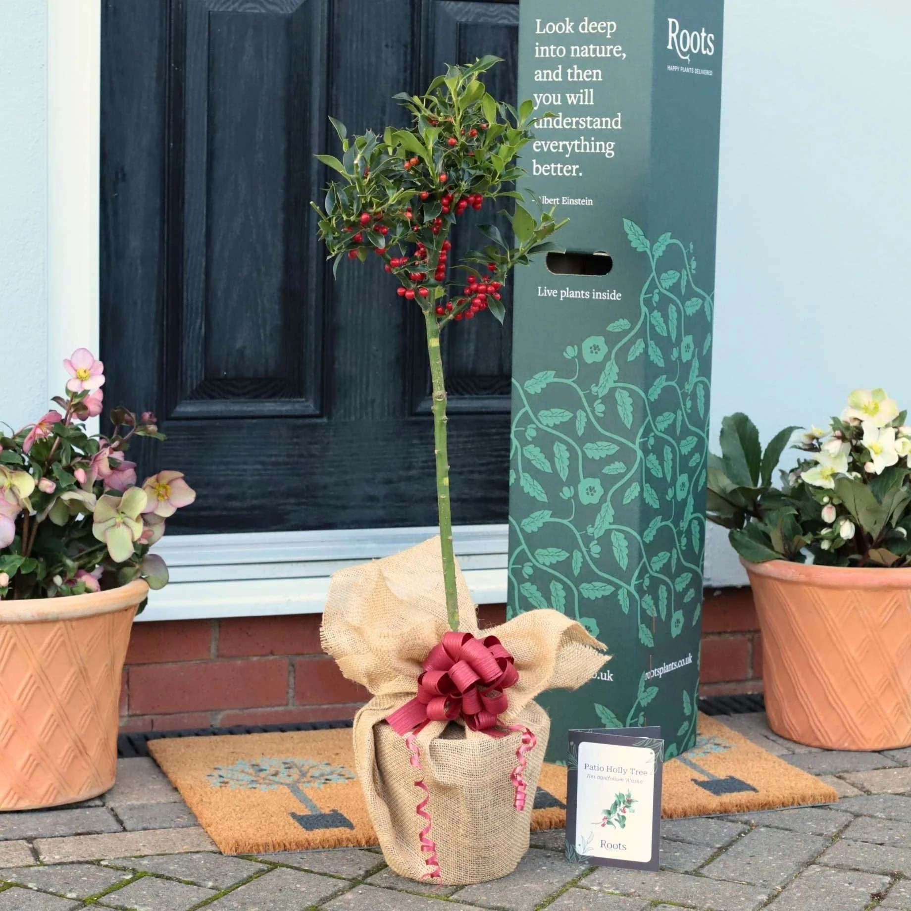 Patio Holly Tree Gift