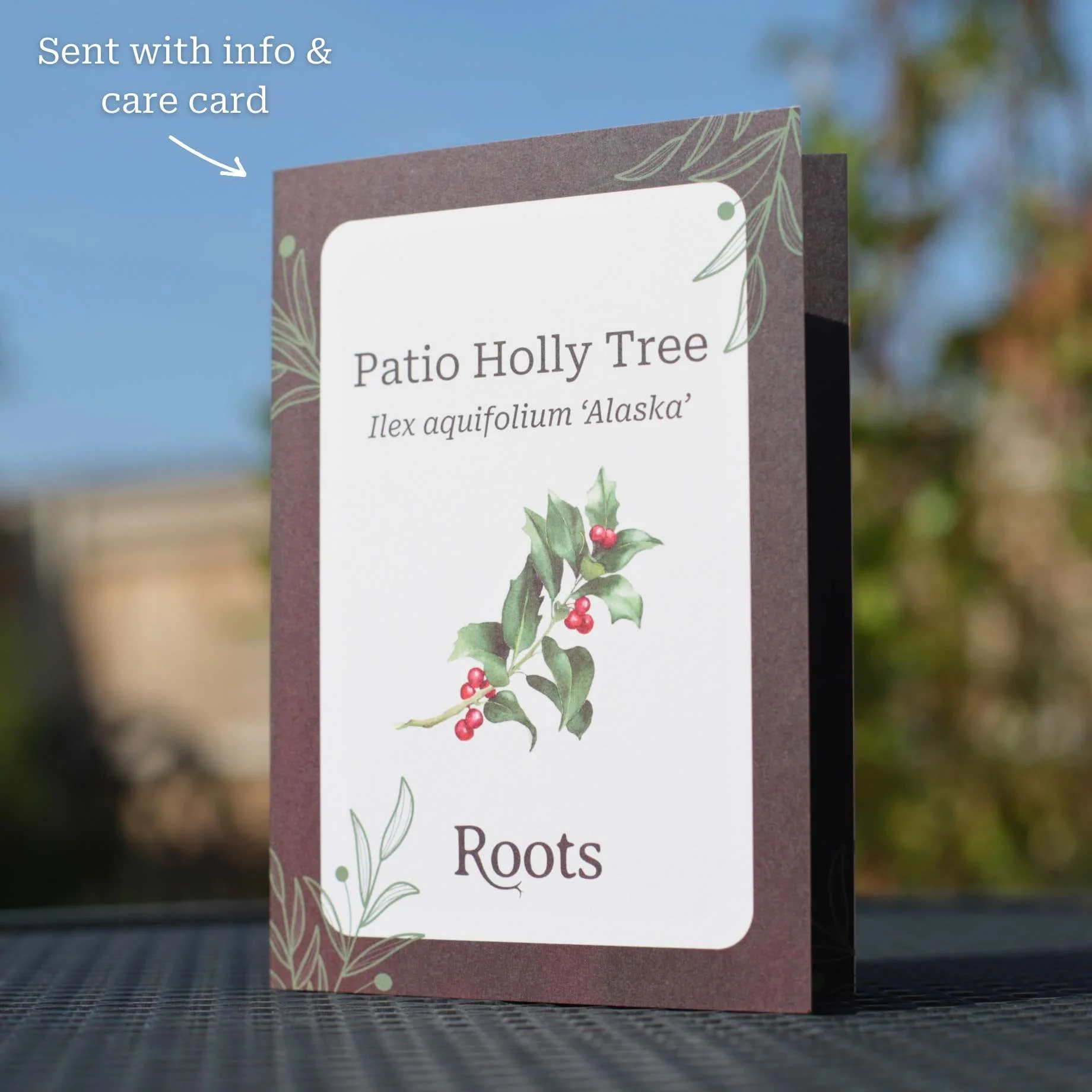 Patio Holly Tree Gift - Image 3