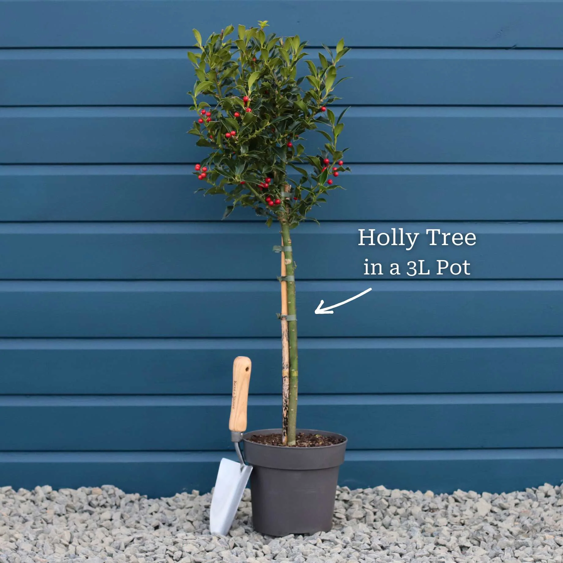 Patio Holly Tree | Ilex aquifolium 'Alaska' - Image 4