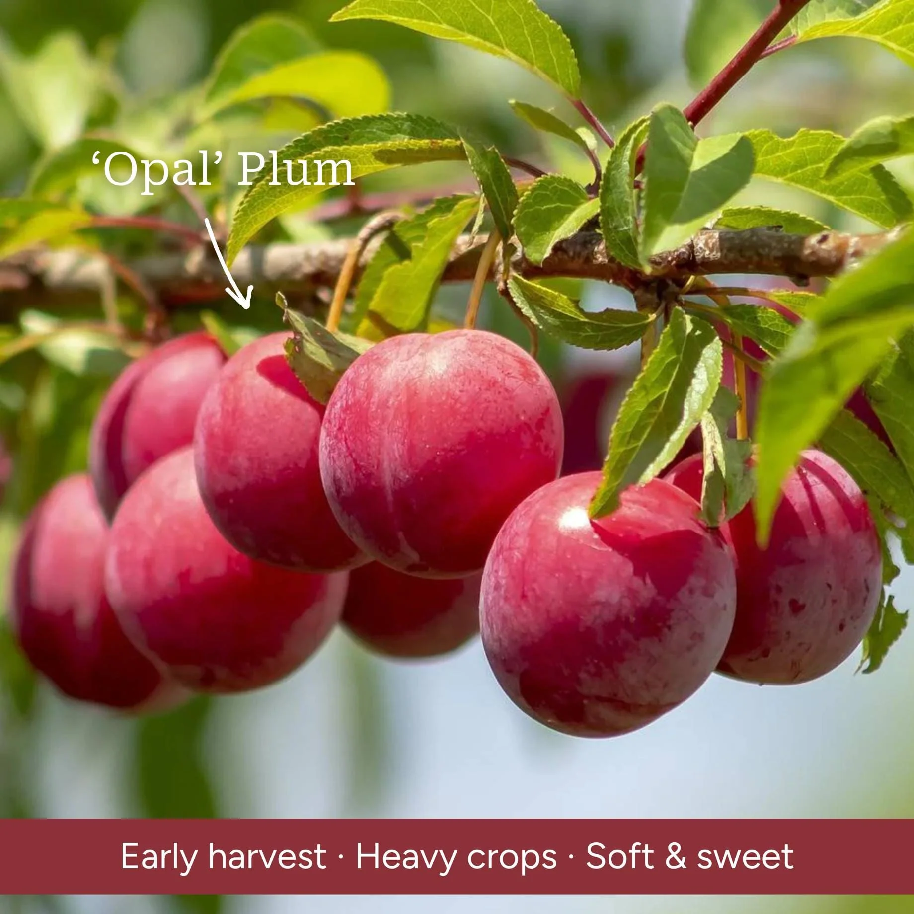 Patio Plum Tree - Image 7