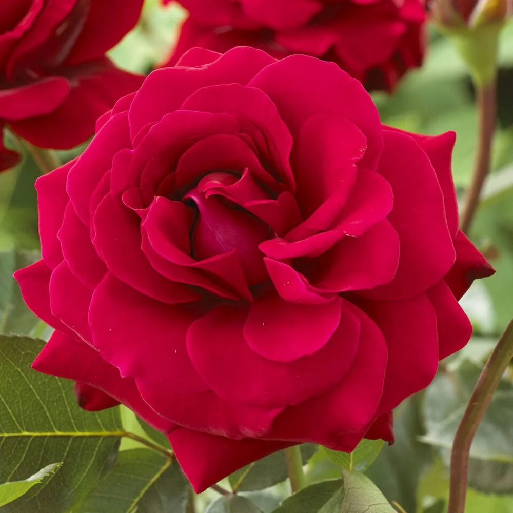 Patio Rose Collection | Roses for Pots - Image 4
