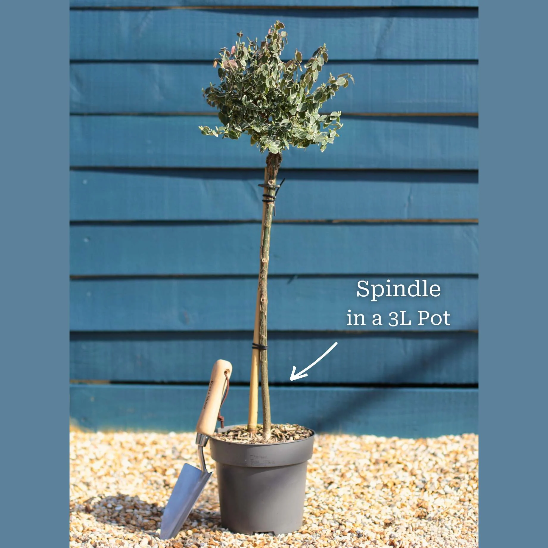Patio Spindle Tree | Euonymus fortunei 'Emerald Gaiety' - Image 3