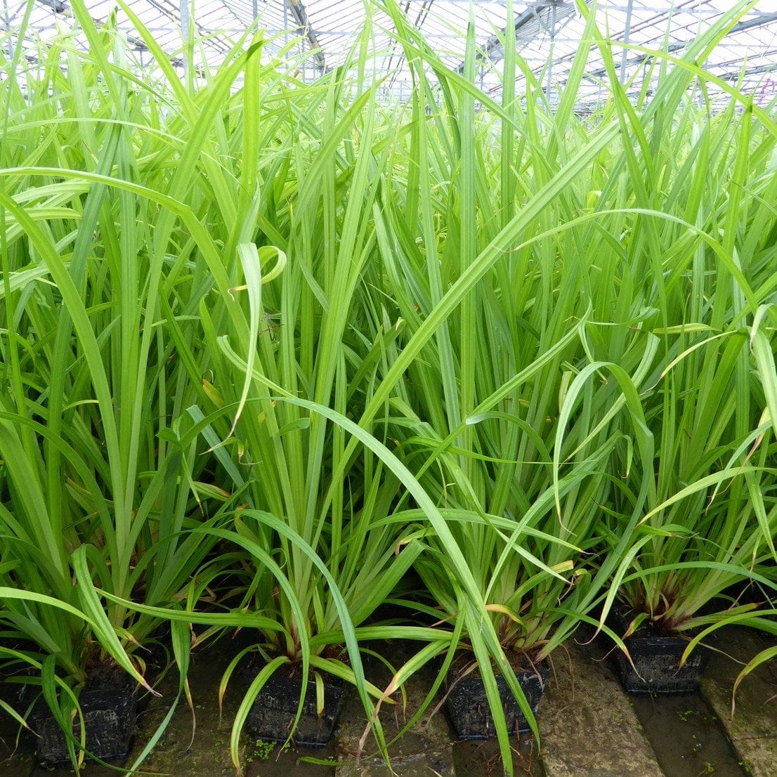 Pendulous sedge - Image 2