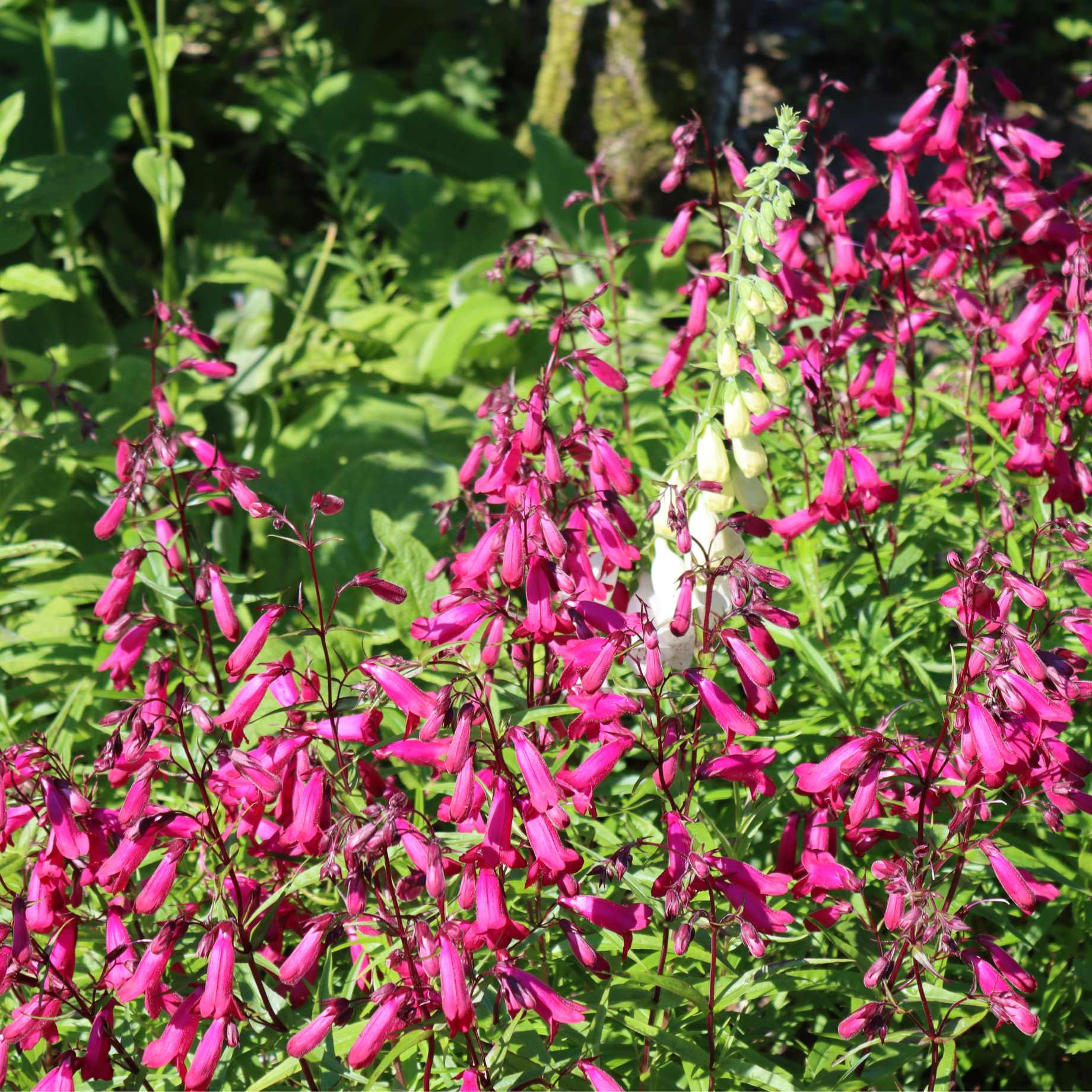 Penstemon 'Garnet' - Image 2