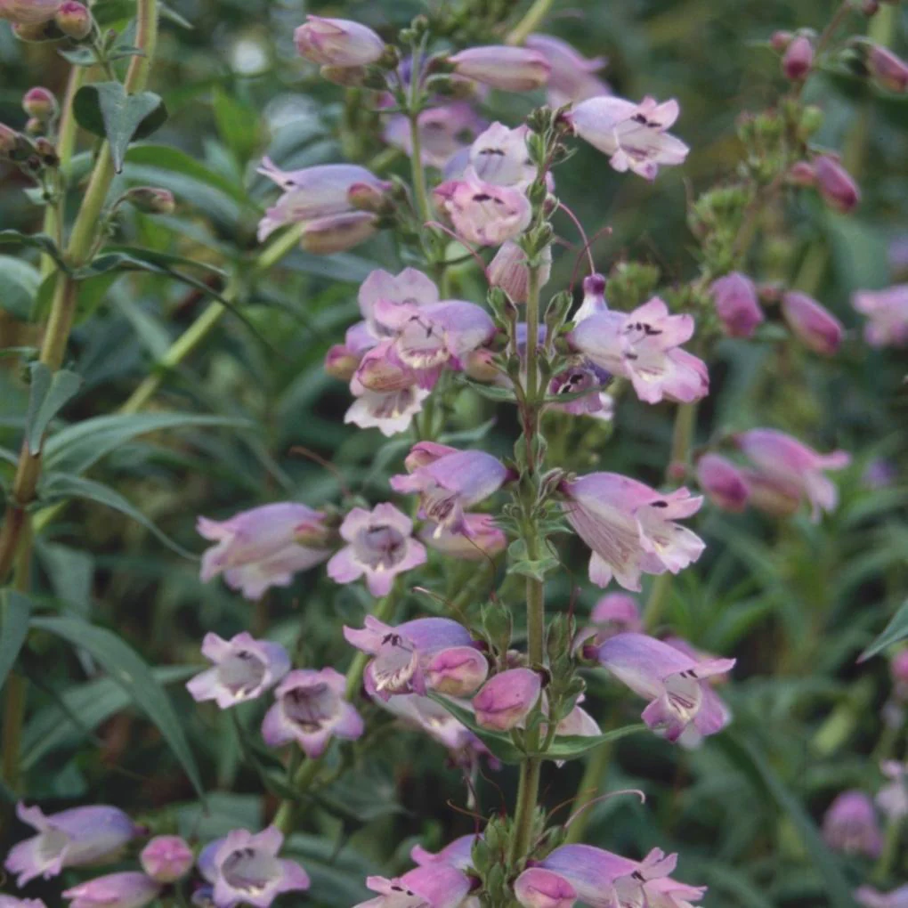 Penstemon 'Sour Grapes' - Image 3