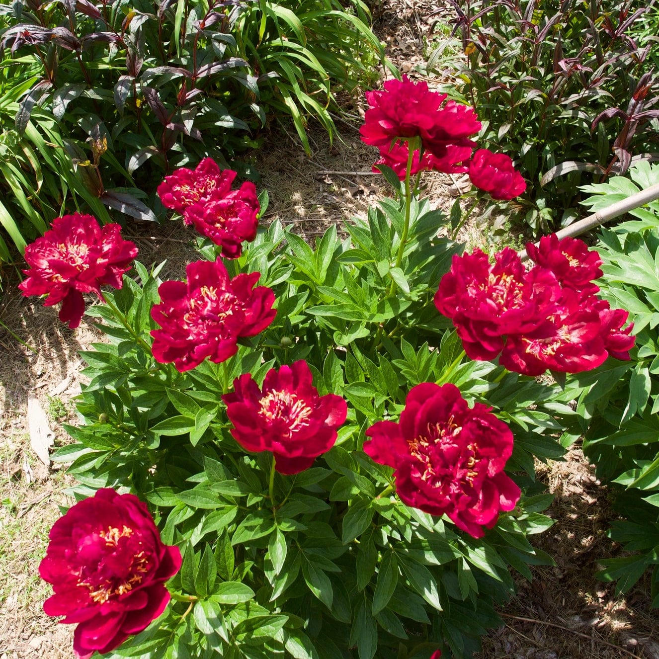 Peony 'Buckeye Belle' - Image 6