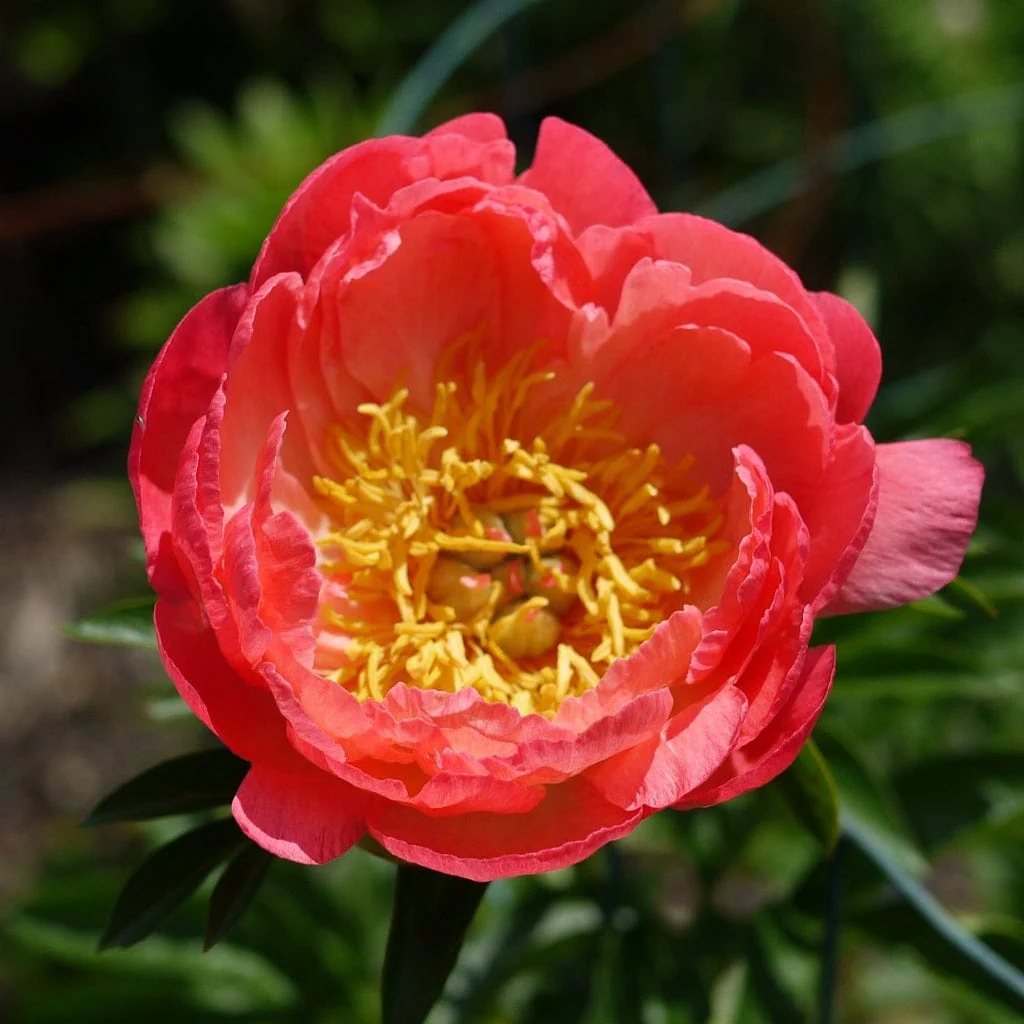 Peony 'Coral Sunset' - Image 2