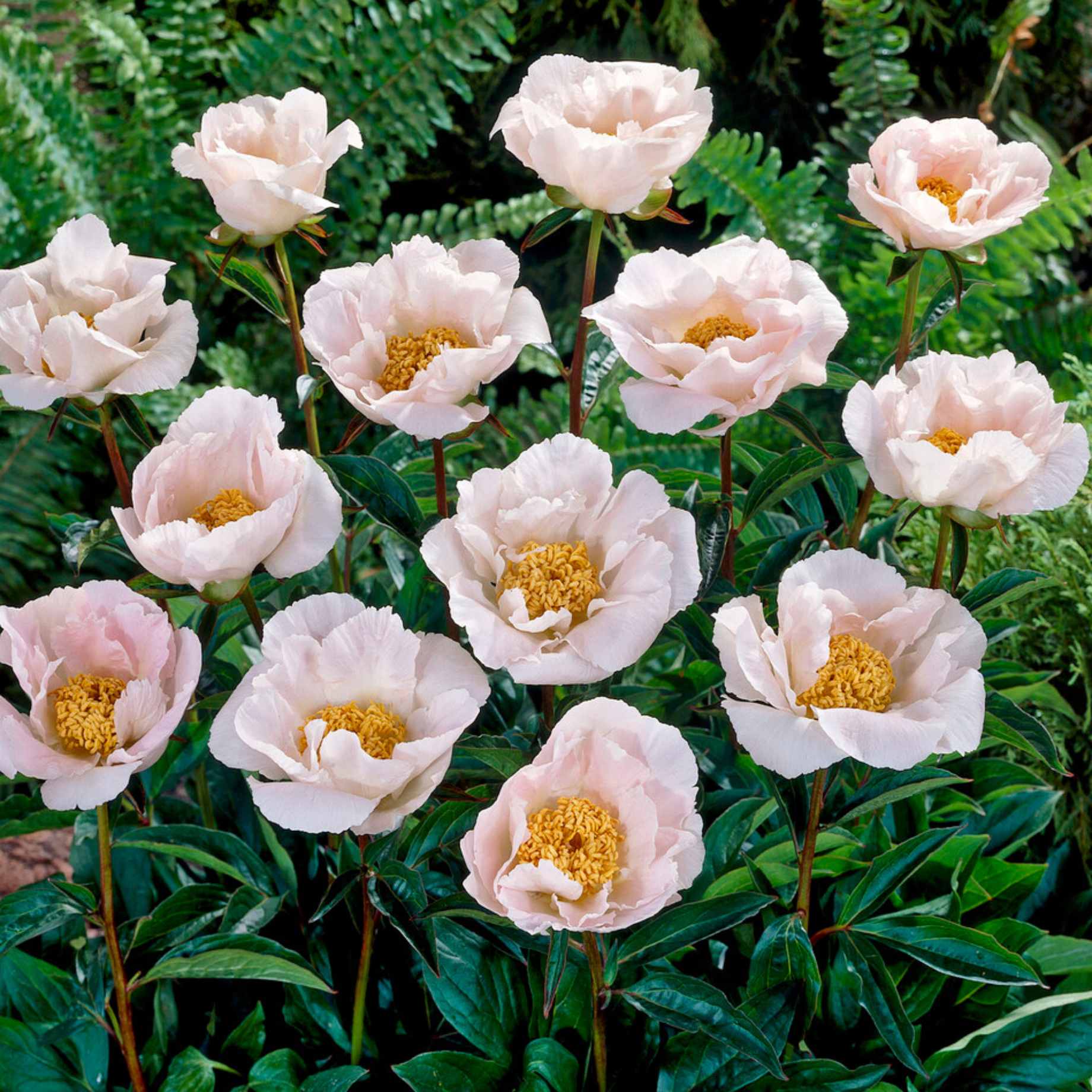 Peony 'Krinkled White' - Image 3
