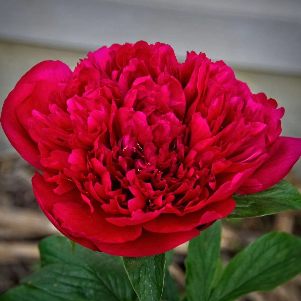 Peony 'Many Happy Returns' - Image 2