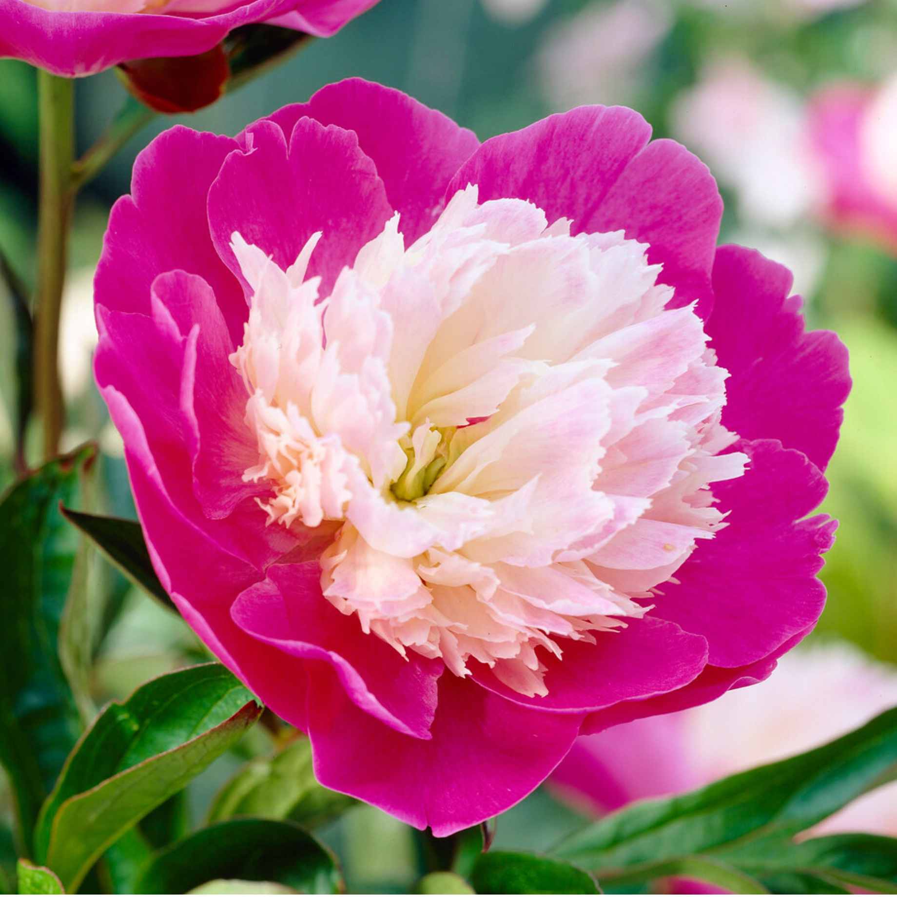 Peony 'Santa Fe'