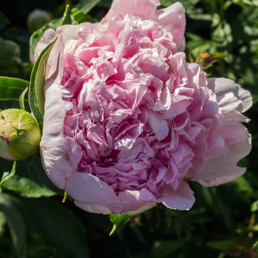 Peony 'Sorbet'
