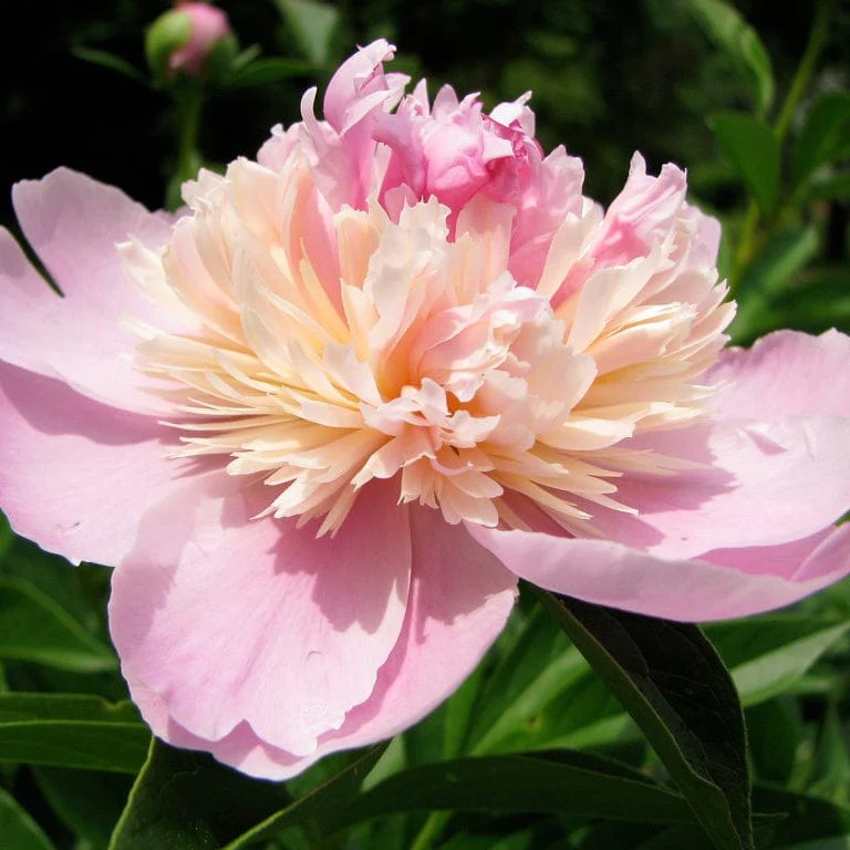 Peony 'Sorbet' - Image 3