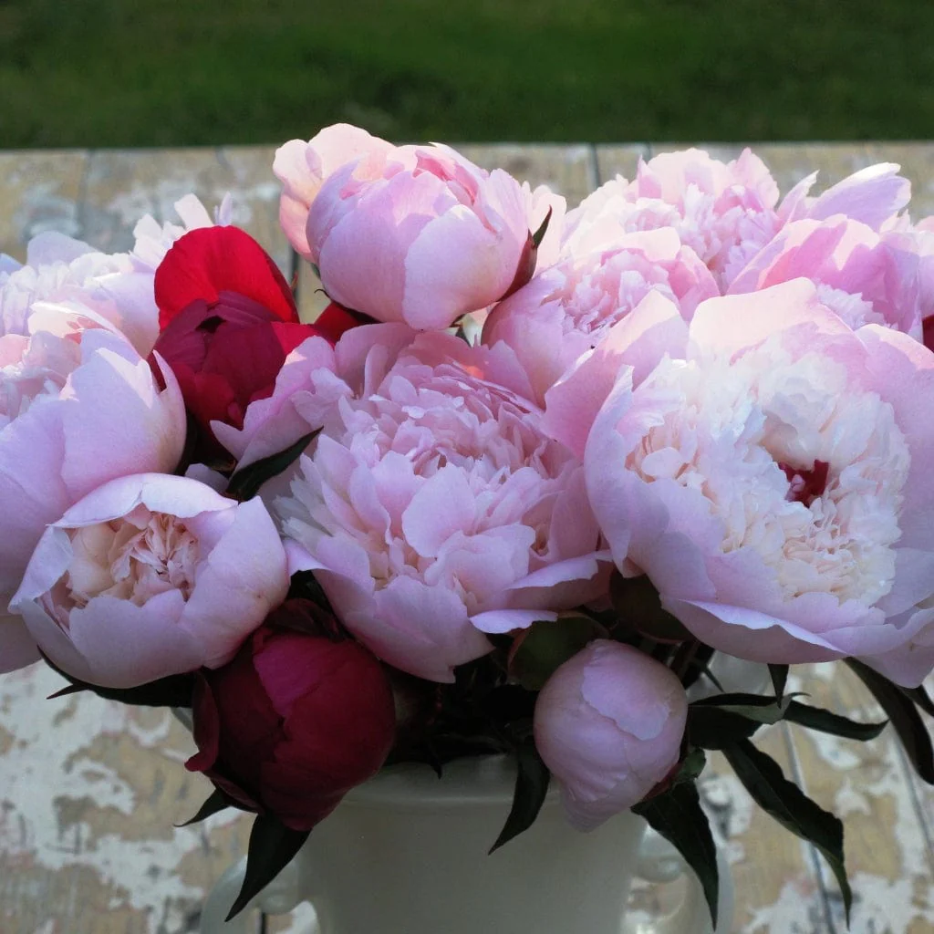 Peony 'Sorbet' - Image 6