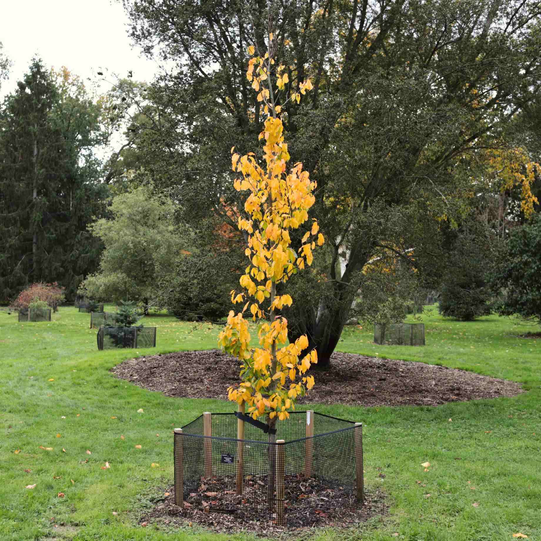 Persian Ironwood Tree | Parrotia persica 'Vanessa' - Image 6