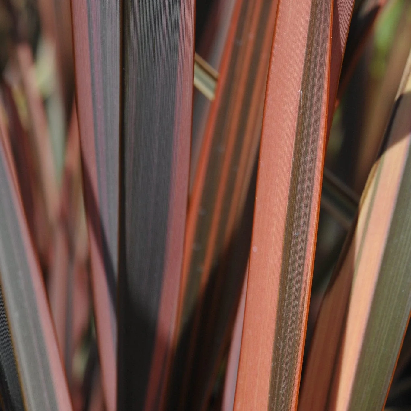 Phormium 'Sundowner' - Image 3