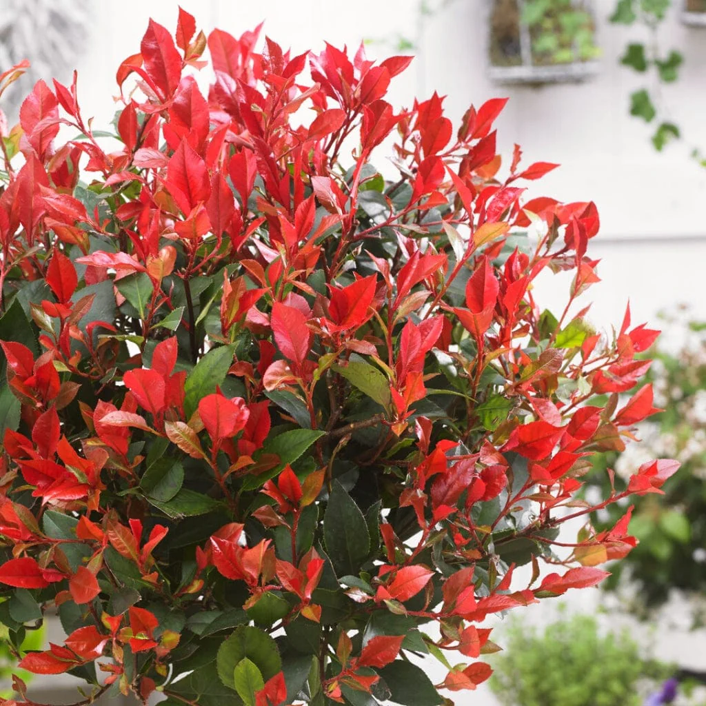 Photinia x fraseri 'Little Red Robin' - Image 2