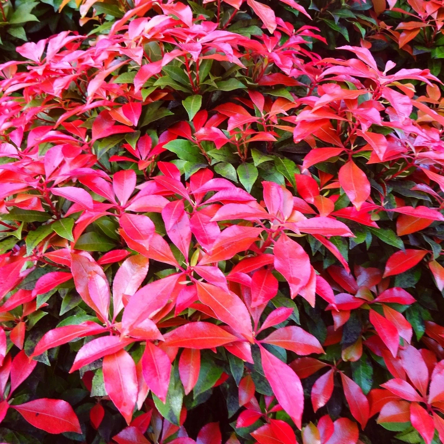 Photinia 'Red Robin' - Image 4