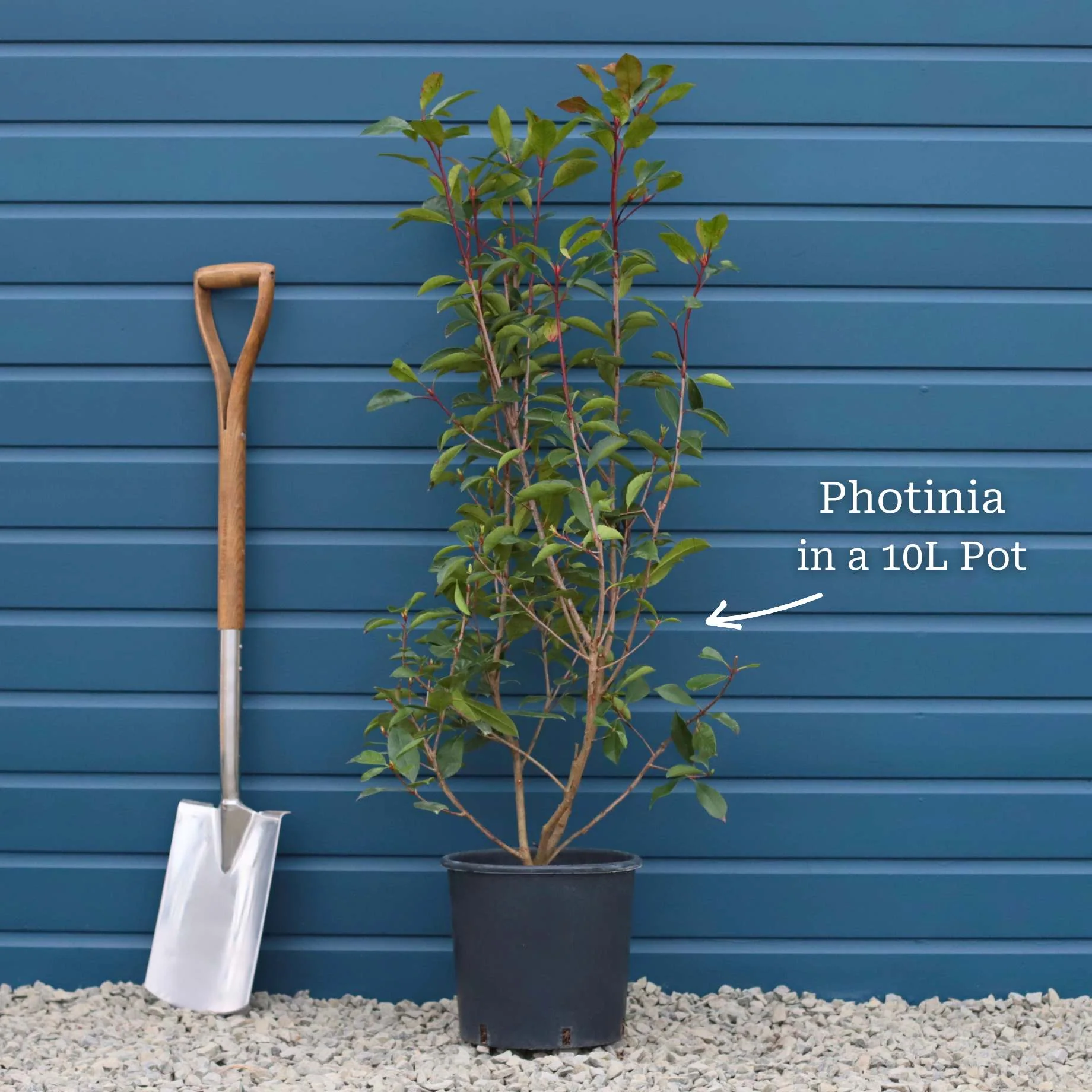 Photinia 'Red Robin' - Image 5