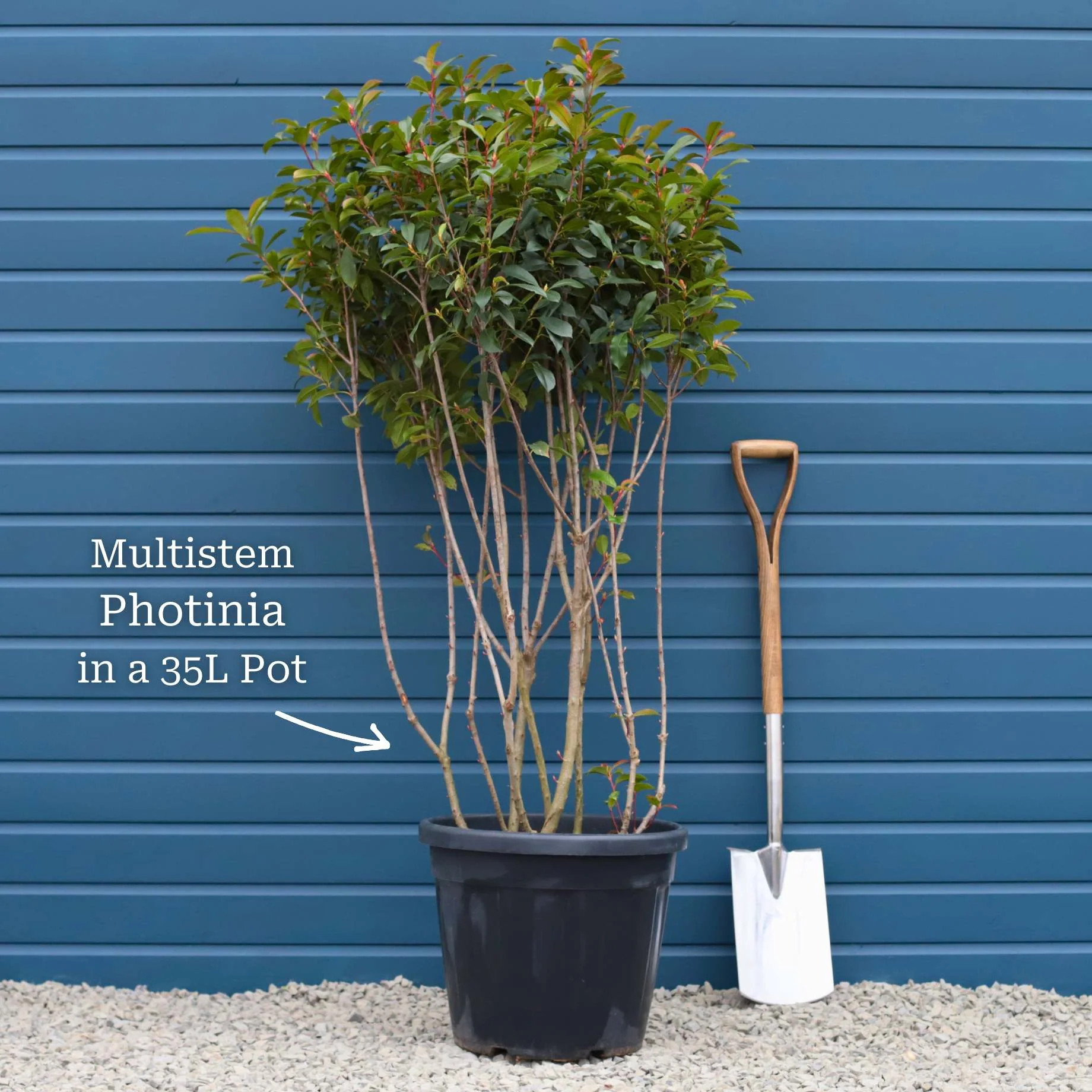Photinia 'Red Robin' - Image 7