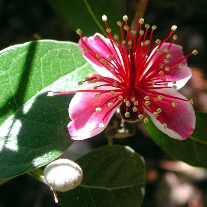 Pineapple Guava Plant | Feijoa sellowiana 'Triumph' - Image 5