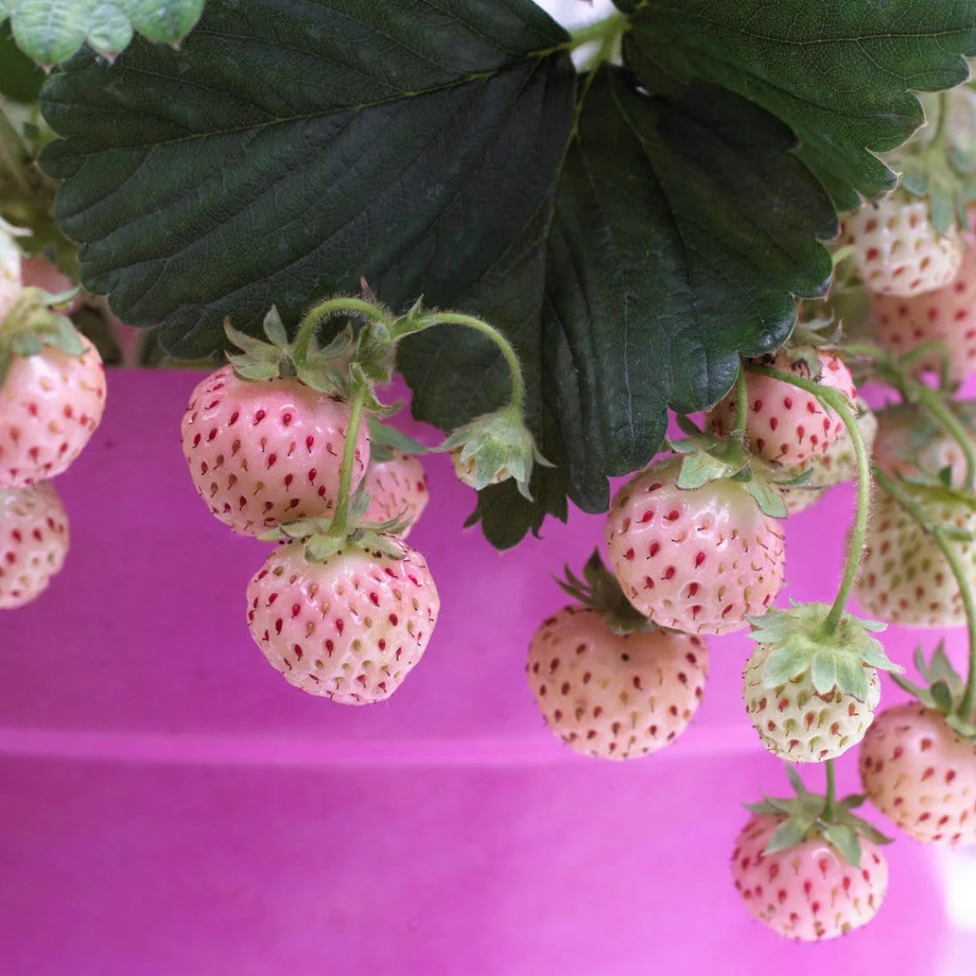 'Pineberry' Strawberry Plants - Image 3