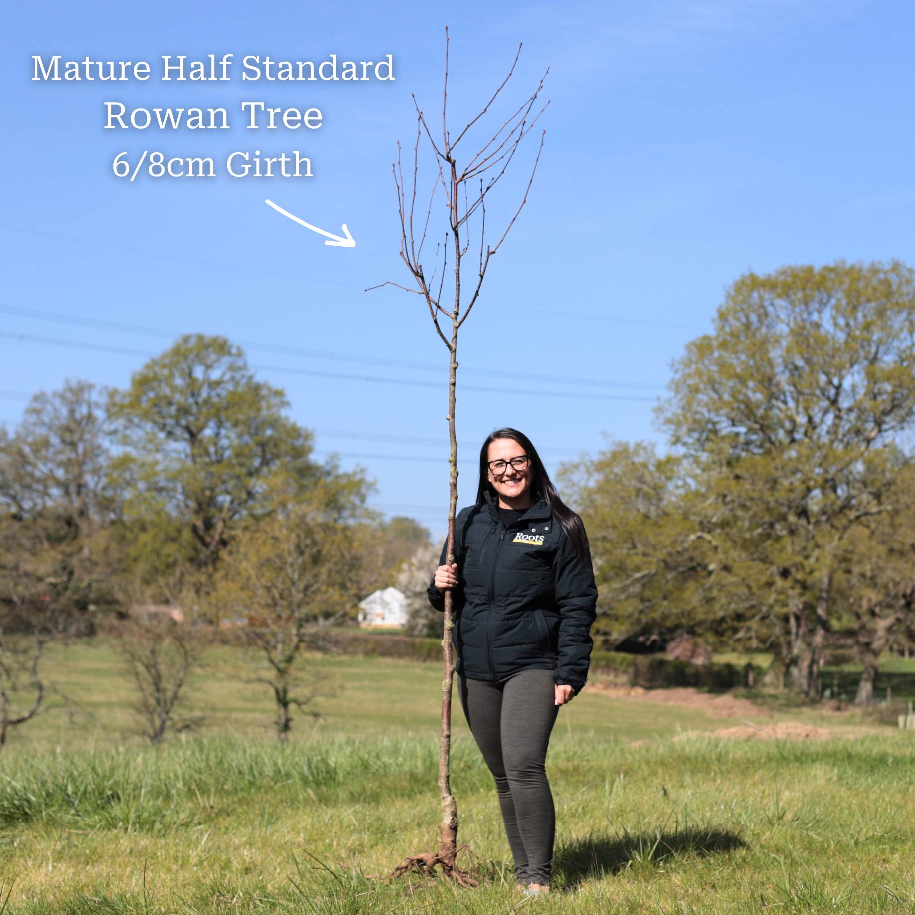 'Pink Pagoda' Rowan Tree | Sorbus hupehensis - Image 7