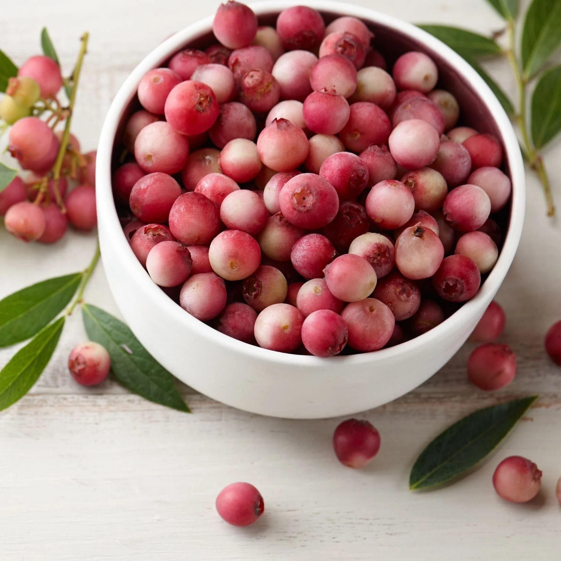 'Pink Lemonade' Blueberry Bush - Image 3