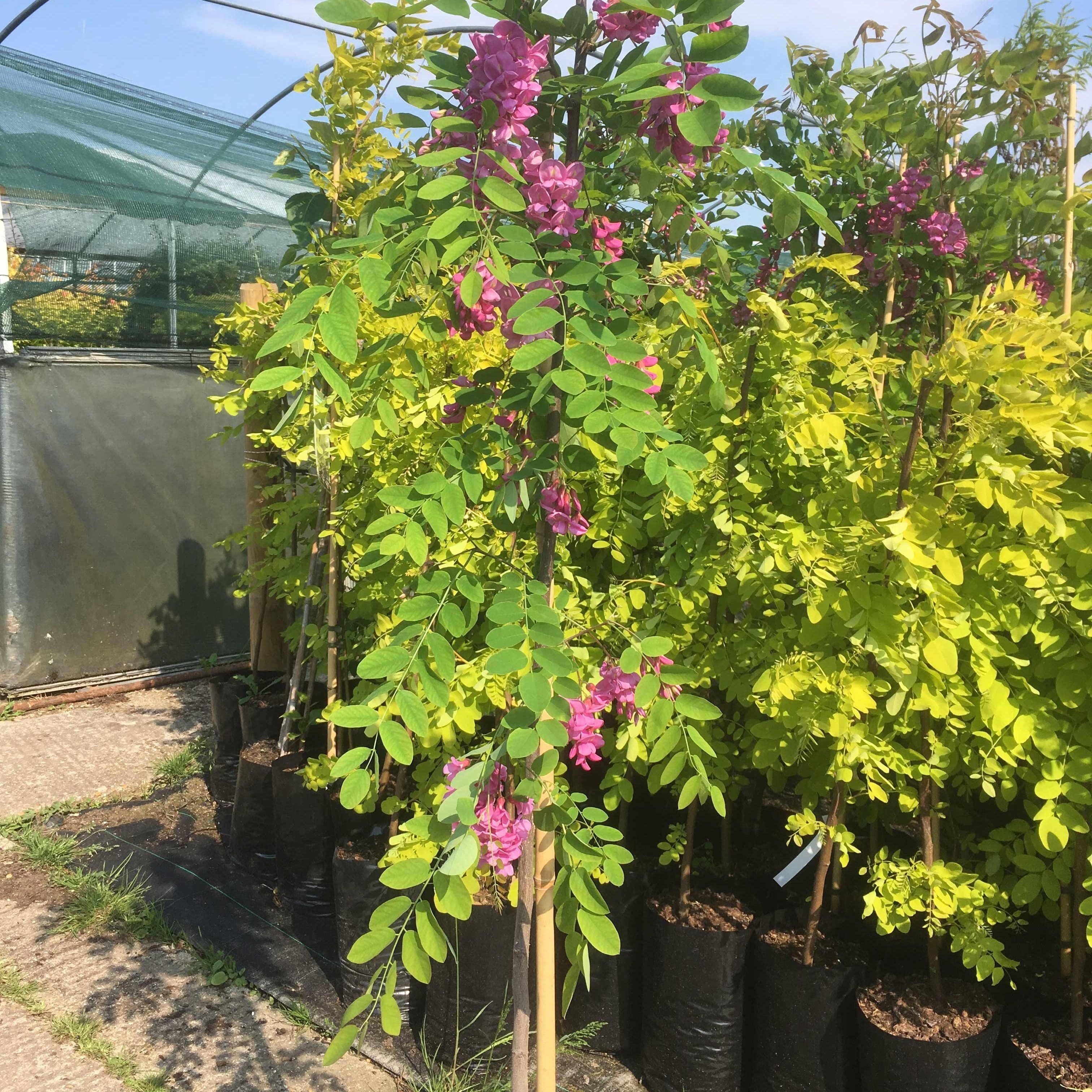 'Pink Cascade' False Acacia Tree | Robinia pseudoacacia - Image 3