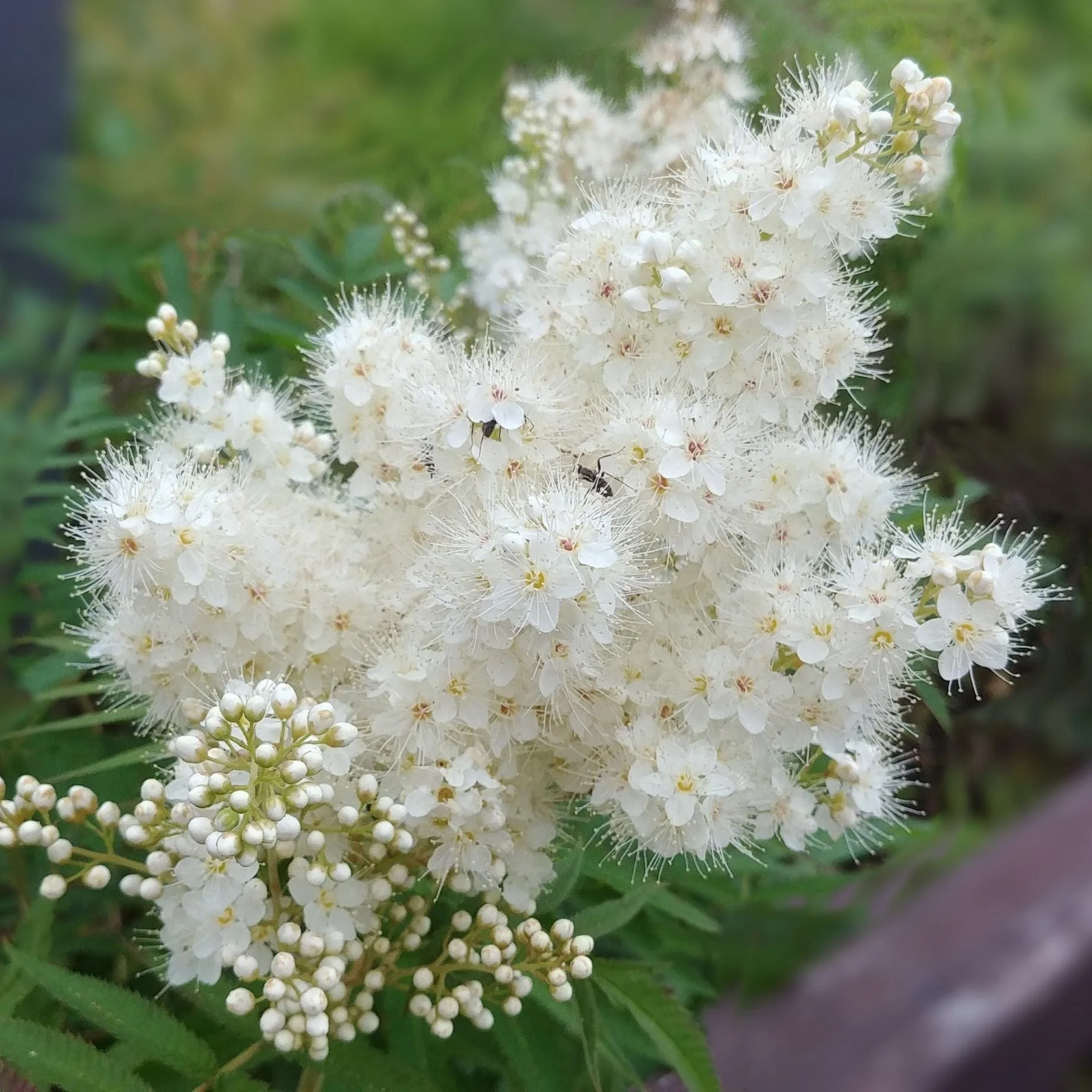 'Pink Pagoda' Rowan Tree | Sorbus hupehensis - Image 3