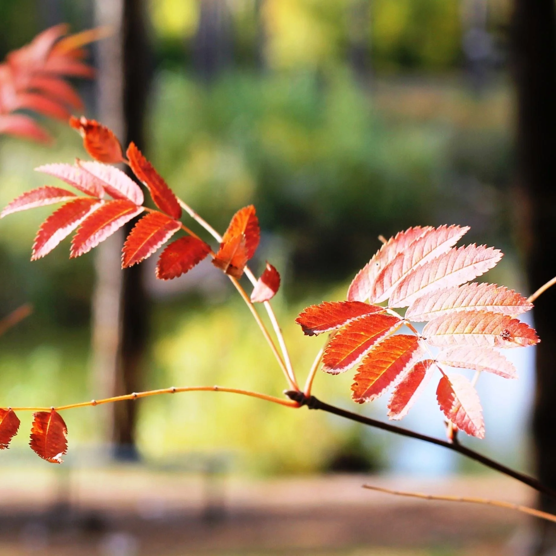 'Pink Pagoda' Rowan Tree | Sorbus hupehensis - Image 4