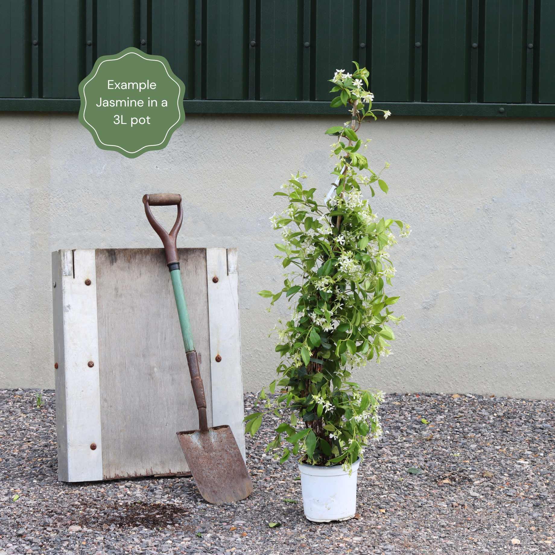'Pink Showers' Asiatic Jasmine | Trachelospermum asiaticum - Image 3