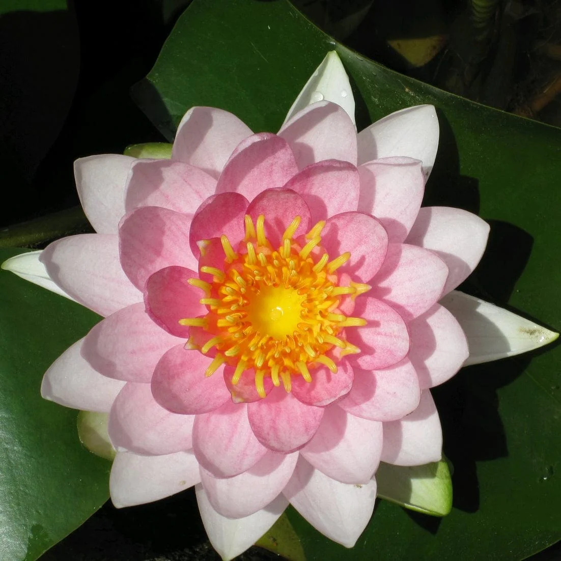 Pink Water Lily | Nymphaea 'Madame Wilfron Gonnère' - Image 5
