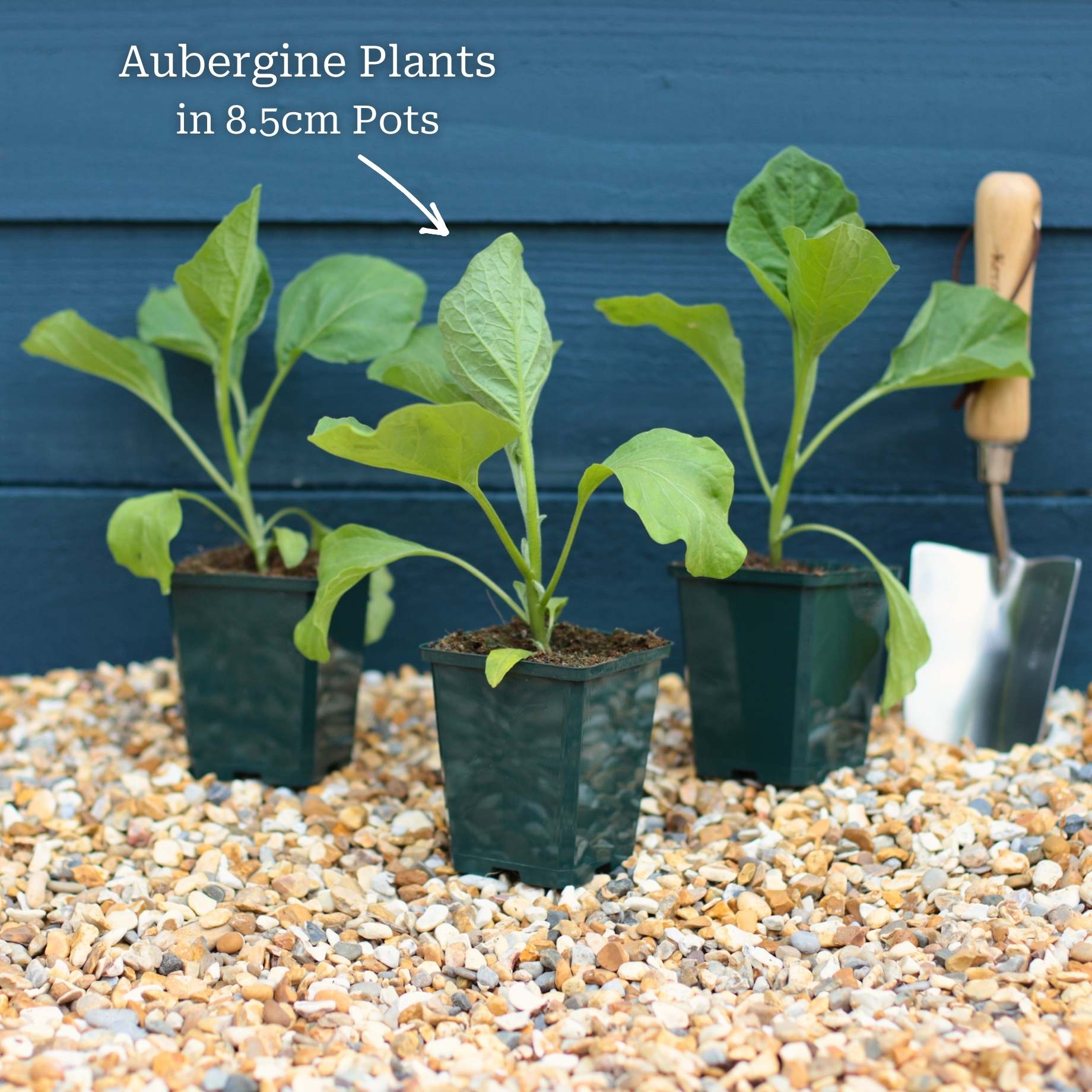 'Pinstripe' Aubergine Plants - Image 6