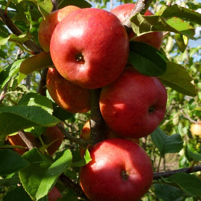 'Pixie' Apple Tree