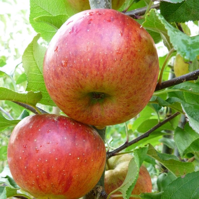 'Pixie' Apple Tree - Image 3